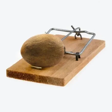 Otros usos del carozo de palta