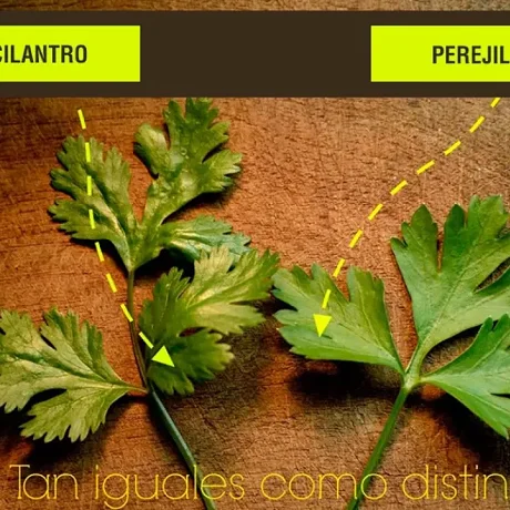 Diferencias entre cilantro y perejil