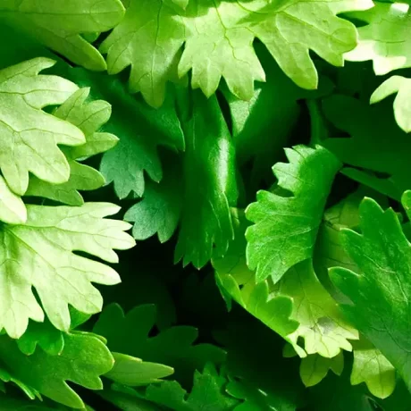 El Cilantro