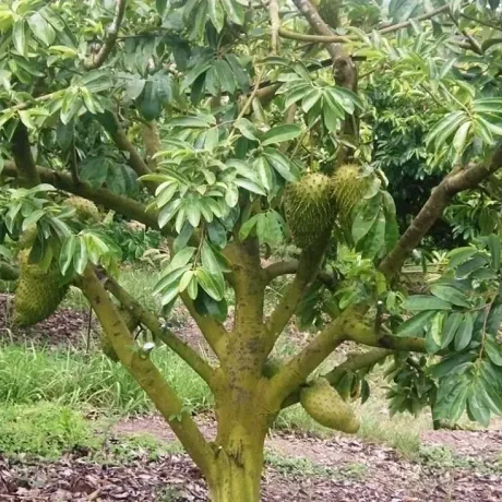 La Planta Guanábana