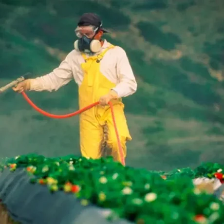 Los pesticidas