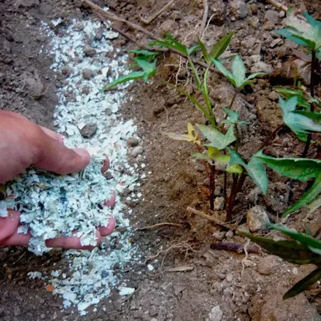 Usar la cáscara del huevo como abono