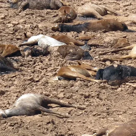 Extinción de especies de animales