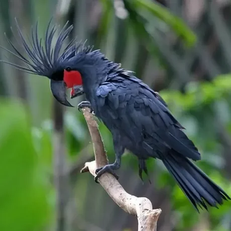 Cacatúa de las Palmas