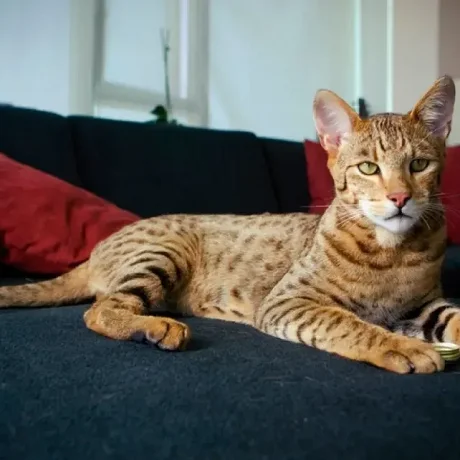 Gato de ashera
