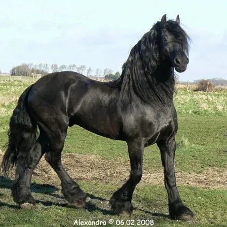 Caballo Frisón