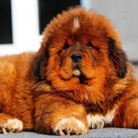 Mastín Tibetano