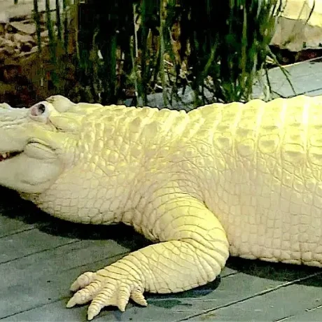 Cocodrilo Blanco