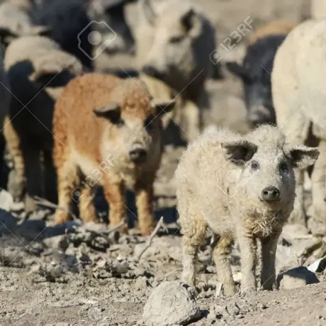 Cerdo Mangalica