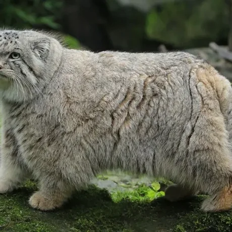 Gato Manul
