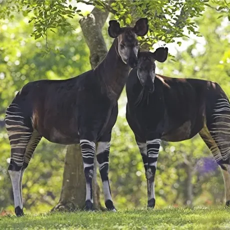 Caballo Okapi