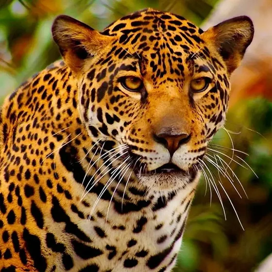 En Argentina hay seis especies animales que están en situación crítica