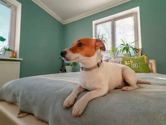 ¿Es recomendable tener mascotas en departamento?