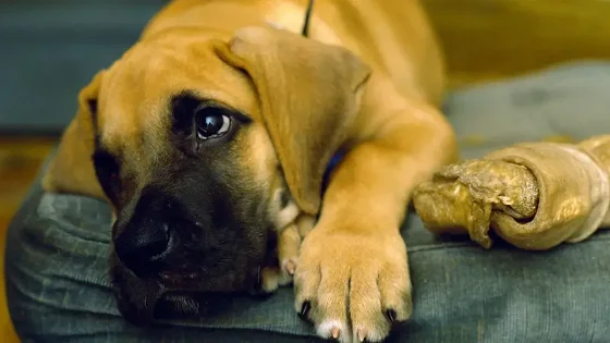Las señales que tu mascota tiene problemas emocionales, ¿Cómo solucionarlas?