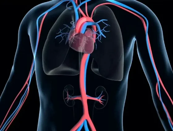 ¿Mala circulación? 8 alimentos que ayudan a destapar las arterias