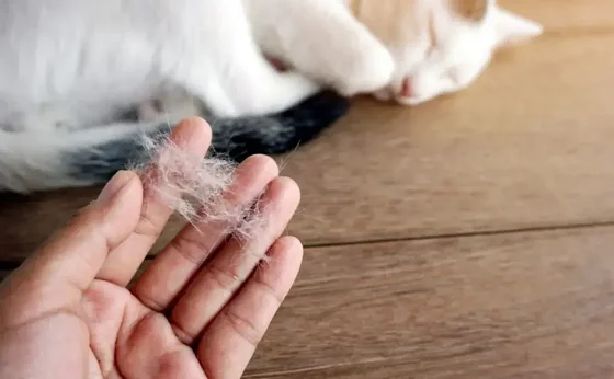 Ésta es la razón del porque tu gato pierde tanto pelo