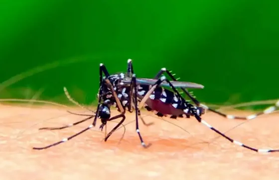 Preguntas más frecuentes sobre el dengue