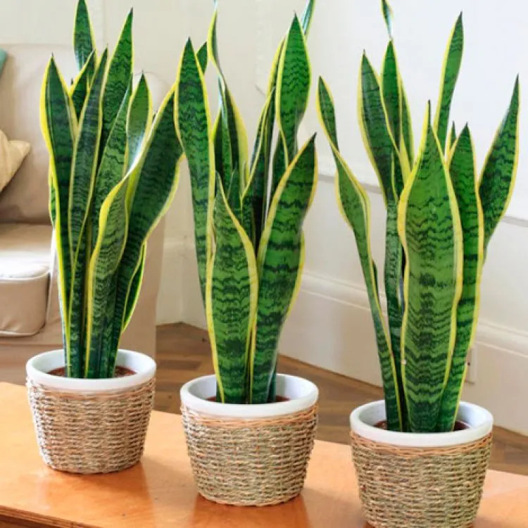 Cinco plantas para purificar el aire de tu casa