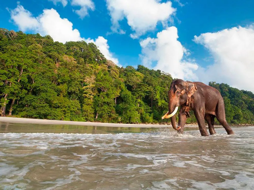 La isla Havelock, un santuario natural habitada por elefantes nadadores
