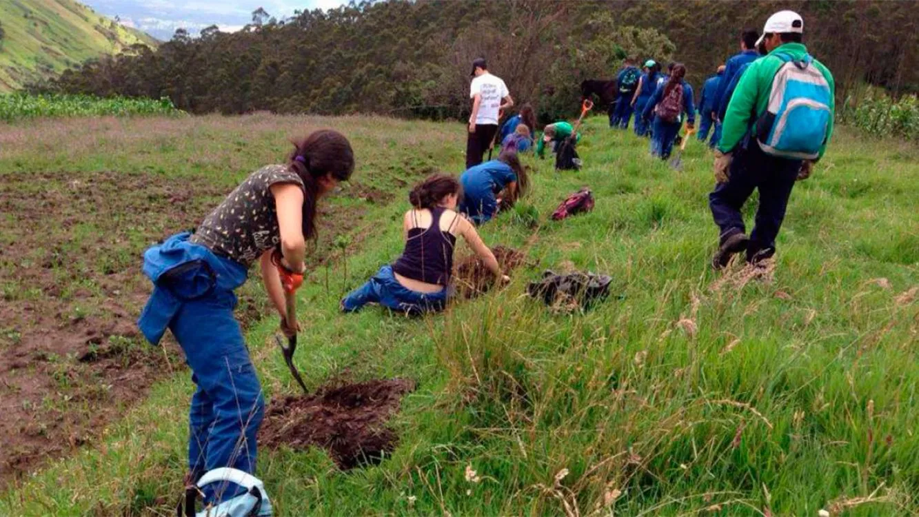 Foto Alusiva: Voluntarios plantaron 130 mil árboles en Tierra del Fuego para reforestar un bosque quemado