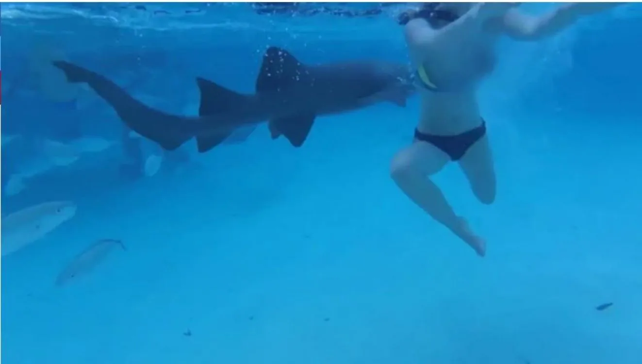 Una mujer es atacada por un tiburón en su luna de miel