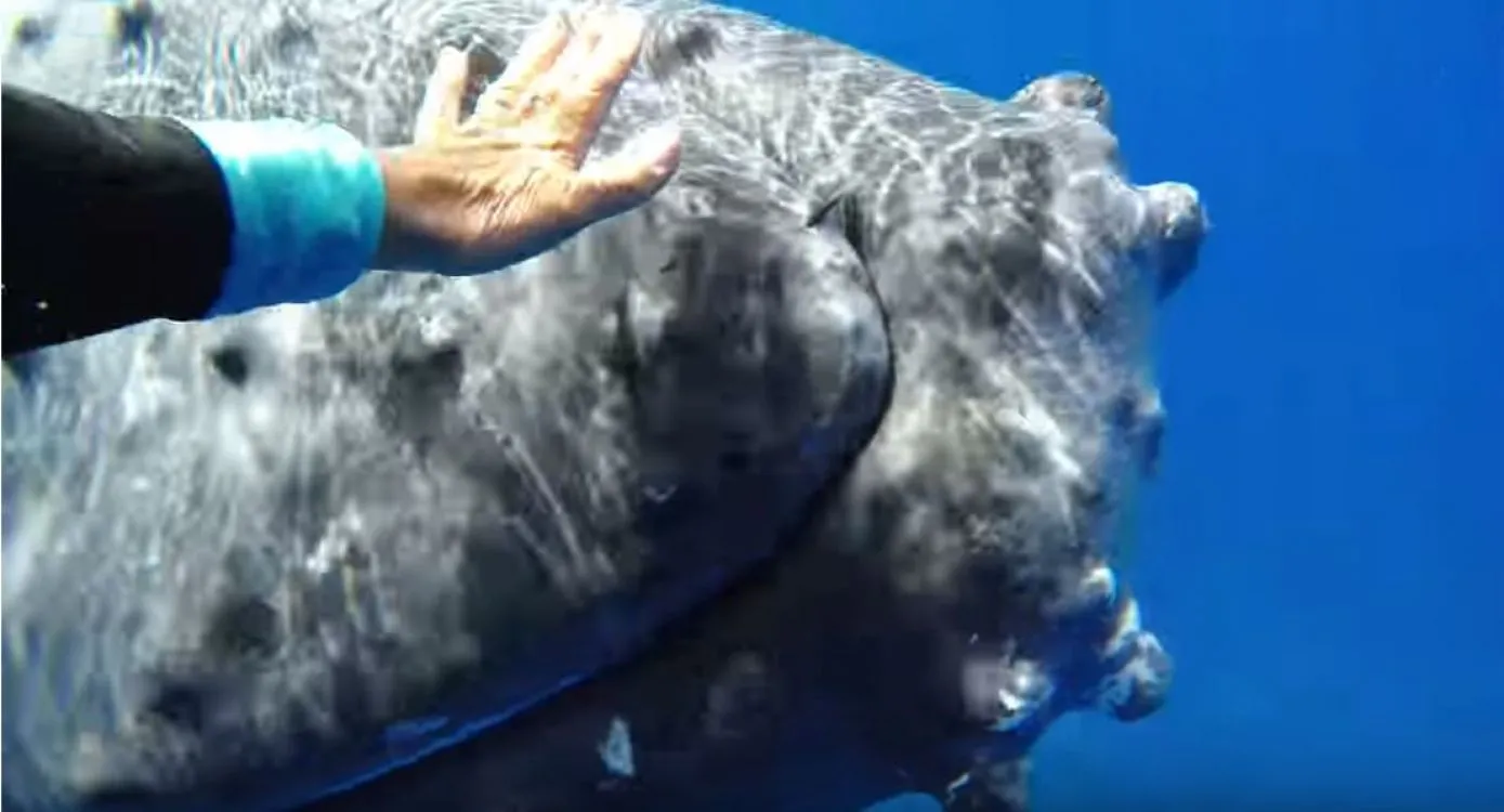 Ballena protege a una buzo de la amenaza de un tiburón. Video