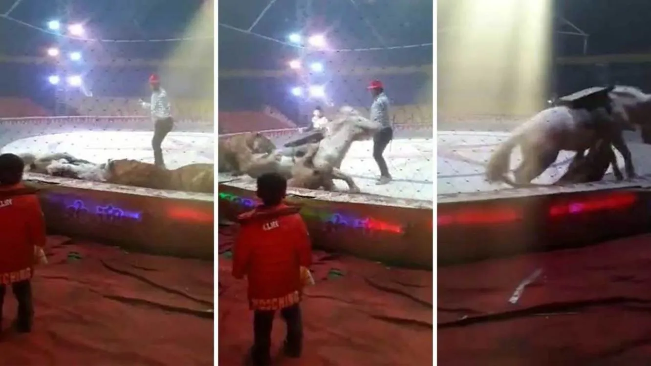 Terrible: Un caballo fue atacado por un tigre y una leona en plena función de circo. Video