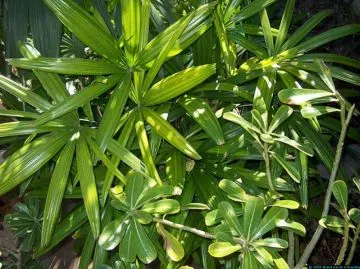 Raphis excelsa. Palmera de bambú o palmera china