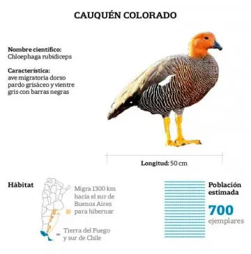 Cauquén colorado