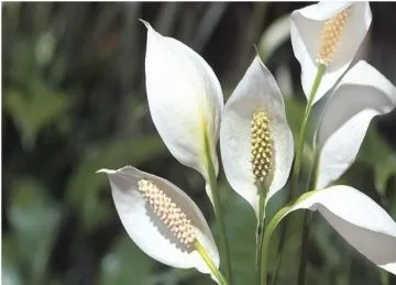 Spathiphyllum sp. Espatifilo, flor de la paz, vela del viento, flor de muerto