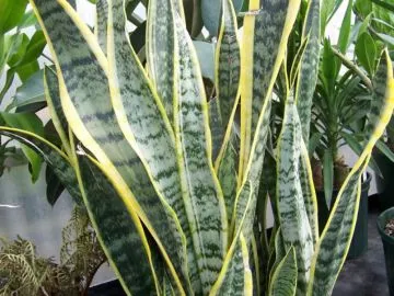 Sansevieria trifasciata, Espada de San Jorge, Lengua de suegra, lengua de tigre, sansevierias,