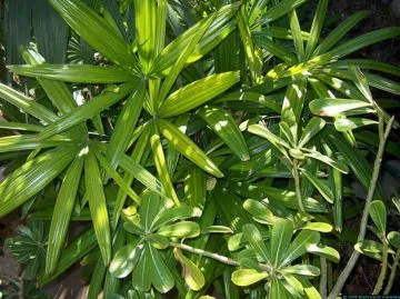 Raphis excelsa. Palmera de bambú o palmera china