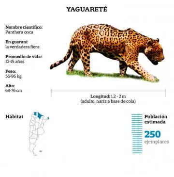 Yaguareté