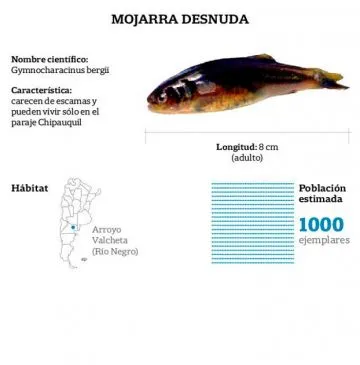 Mojarra desnuda