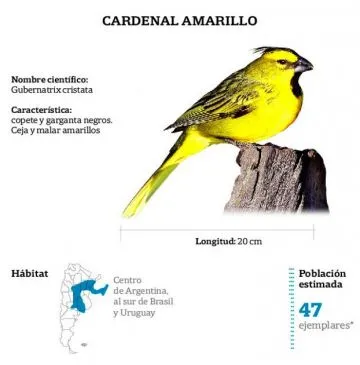 Cardenal amarillo