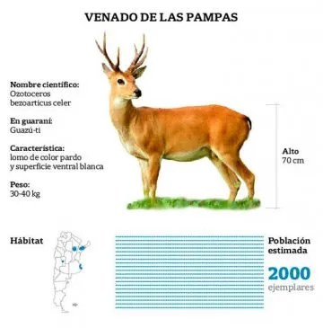 Venado de las pampas