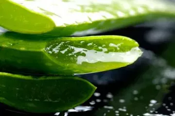 Las propiedades del Aloe Vera