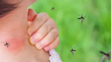¿Cómo se transmite el dengue?