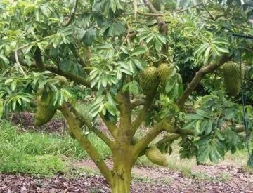 La Planta Guanábana