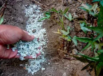 Usar la cáscara del huevo como abono