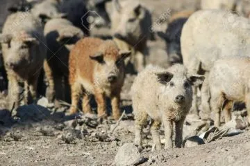 Cerdo Mangalica