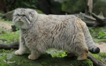 Gato Manul