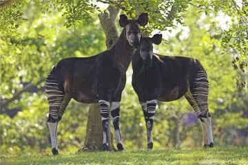 Caballo Okapi