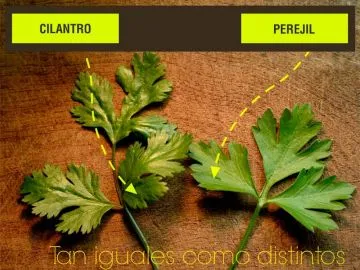 Diferencias entre cilantro y perejil