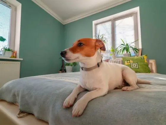 ¿Es recomendable tener mascotas en departamento?