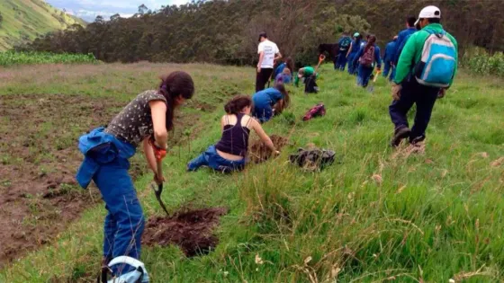 Voluntarios plantaron 130 mil árboles para reforestar un bosque quemado
