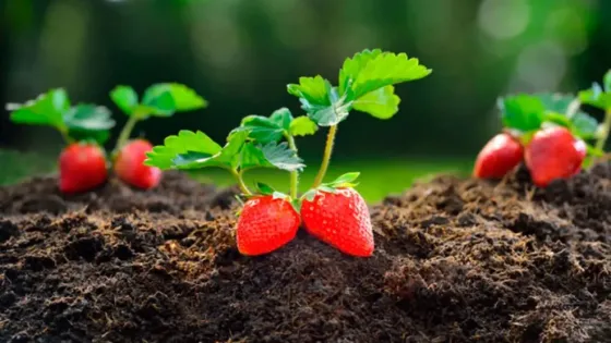 Desarrollan cultivos experimentales de frutilla para incorporar nuevas variedades