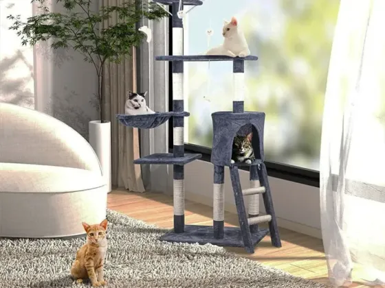 Crea un hogar seguro y saludable para tu gato, proporcionándole un ambiente donde pueda vivir feliz y saludable.