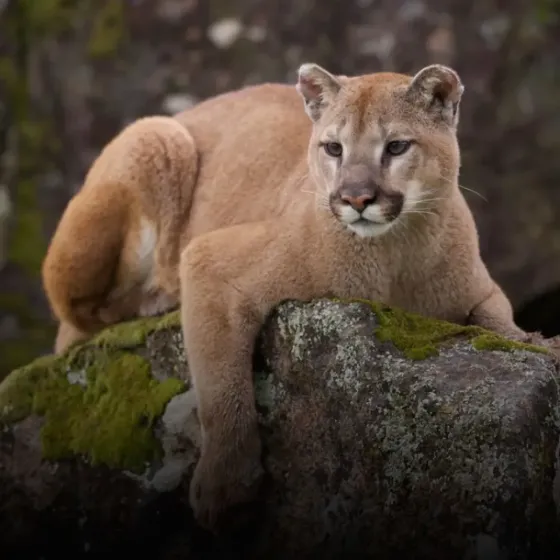 Debido a la presencia de un puma, cerraron la entrada al Parque