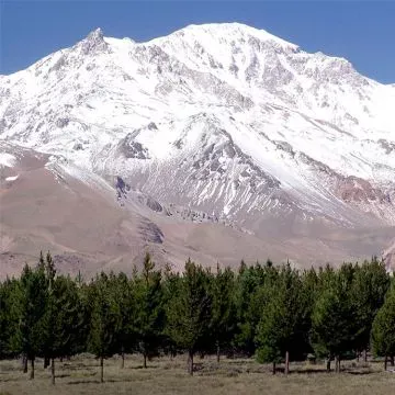 Neuquén destina $5.000.000 a proyectos forestales